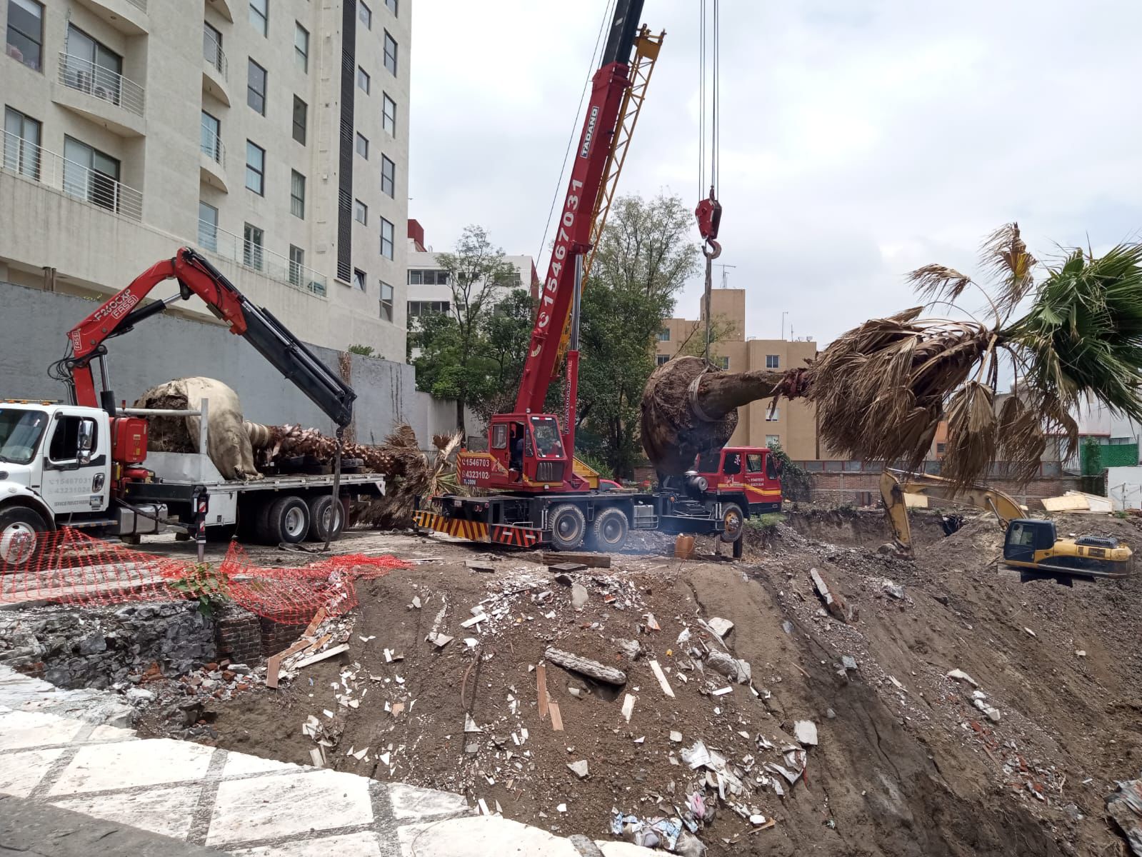 Trabajo en altura de tratamiento de árbol