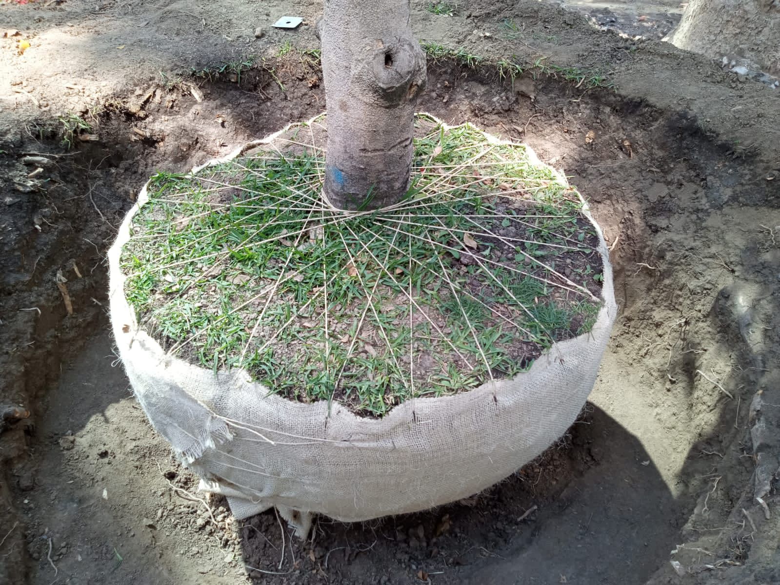 Equipo profesional de SAYDE