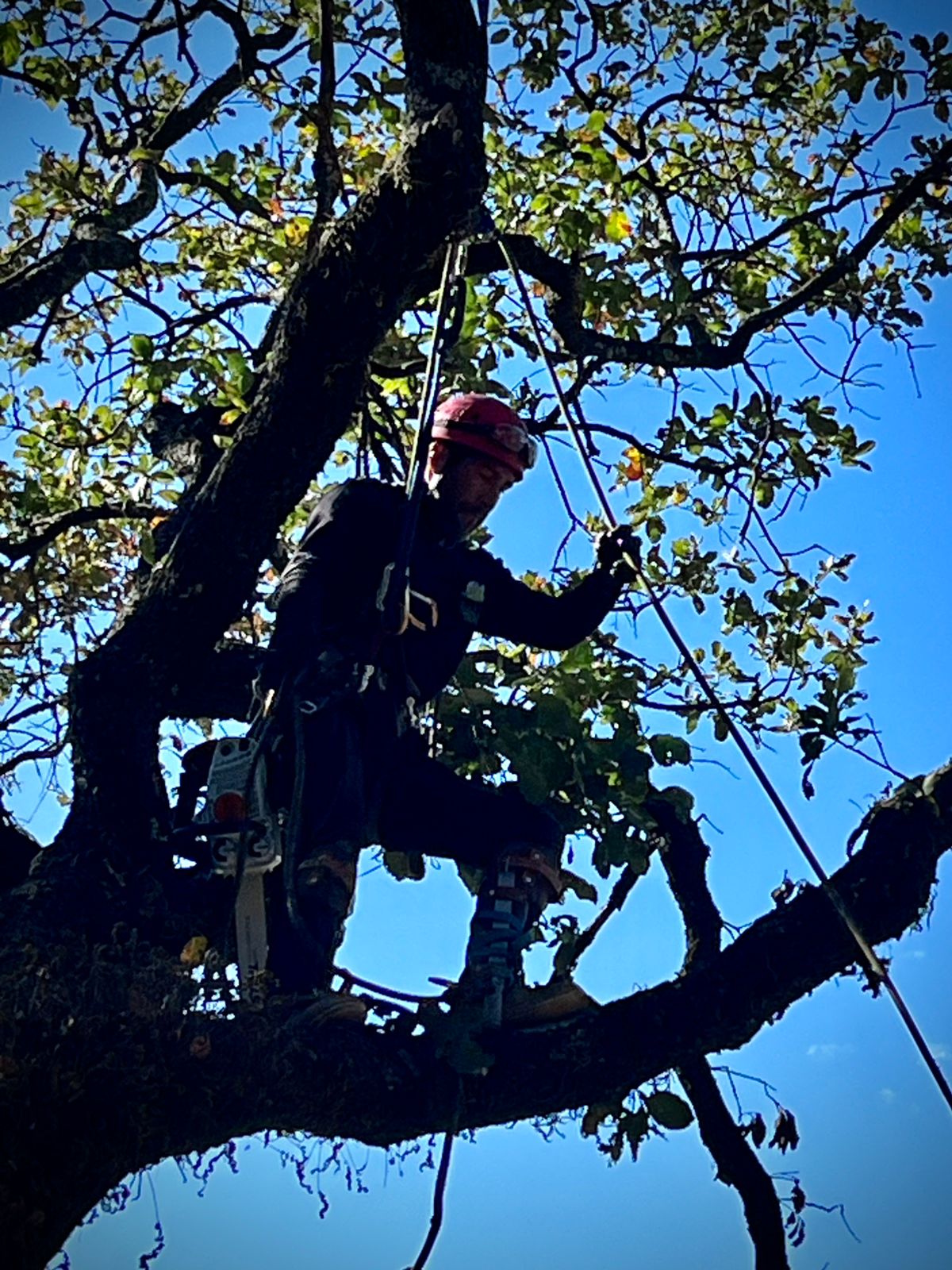 Arborista profesional realizando poda especializada en altura